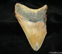 Partial Inch Megalodon Tooth #1186-1